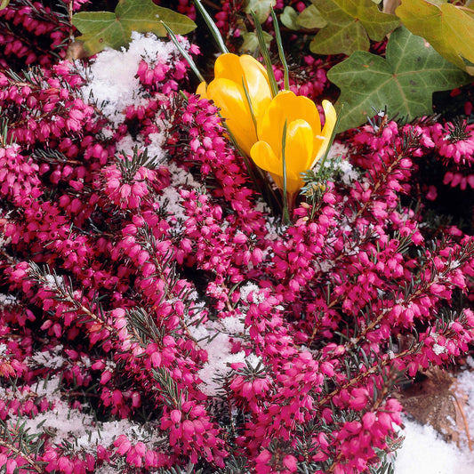 Winterheide 'Winter Belles ® 'Lucie' - Erica darleyensis winter belles ® 'lucie' - Terras- en balkonplanten