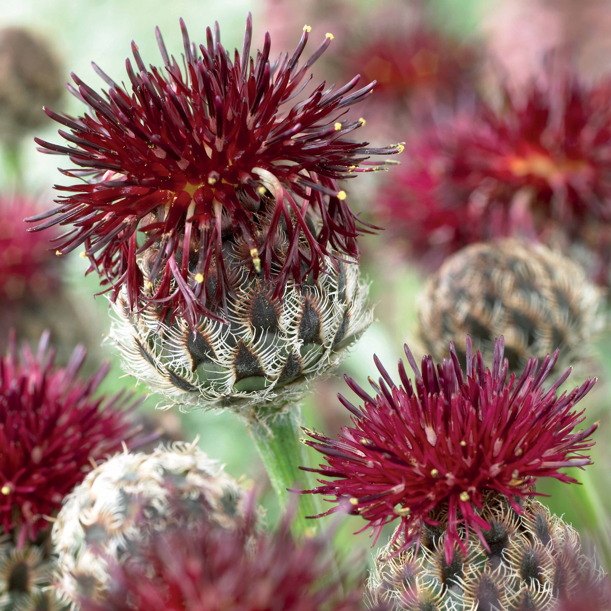 Centaurie paars - Centaurea atropurpurea - Tuinplanten