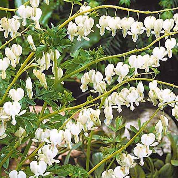 Gebroken hartje 'Alba' - Dicentra spectabilis alba - Heesters en vaste planten