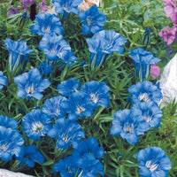 Herfstgentiaan - Gentiana sino-ornata - Tuinplanten