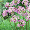 Allium 'Eros' (x20) - Allium eros - Bloembollen