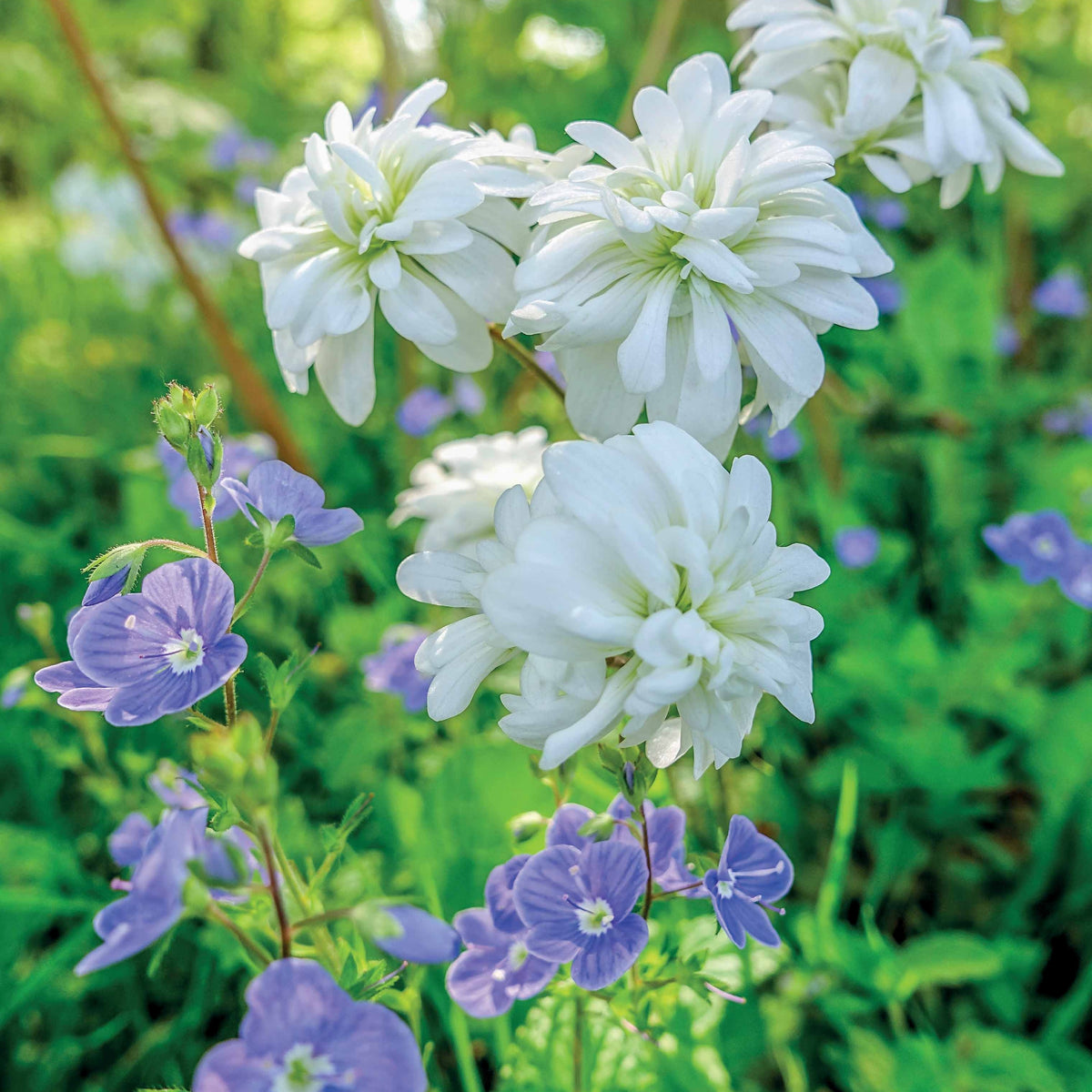 Haarlems Klokkenspel (Saxifraga Granulata) (x5) - Bakker