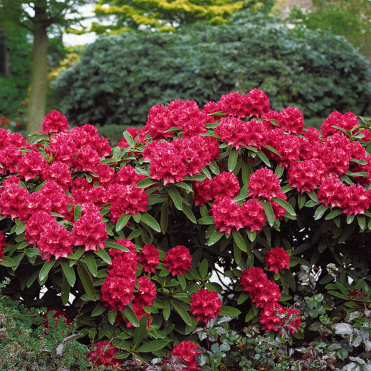 Rhododendron 'Scarlet Wonder' - Rhododendron scarlet wonder - Tuinplanten