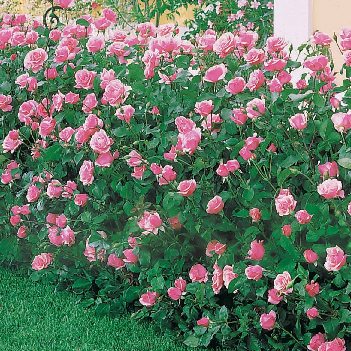 Roos 'Queen Elisabeth' - Rosa Queen Elisabeth - Tuinplanten