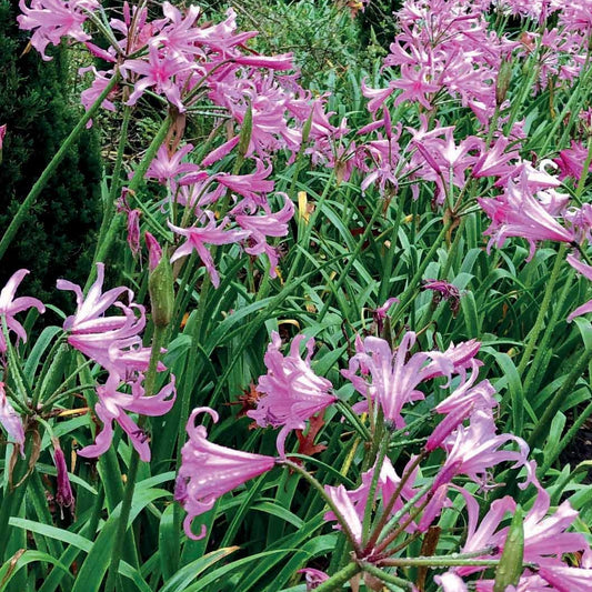 Amarine 'Belladiva Aphrodite' (x4) - Bakker