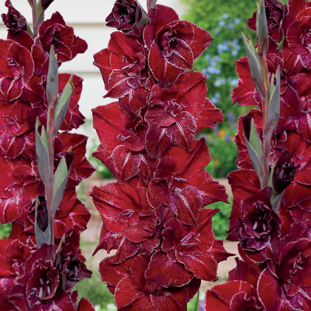 Gladiool 'Merlot Ice' (x25) - Bakker