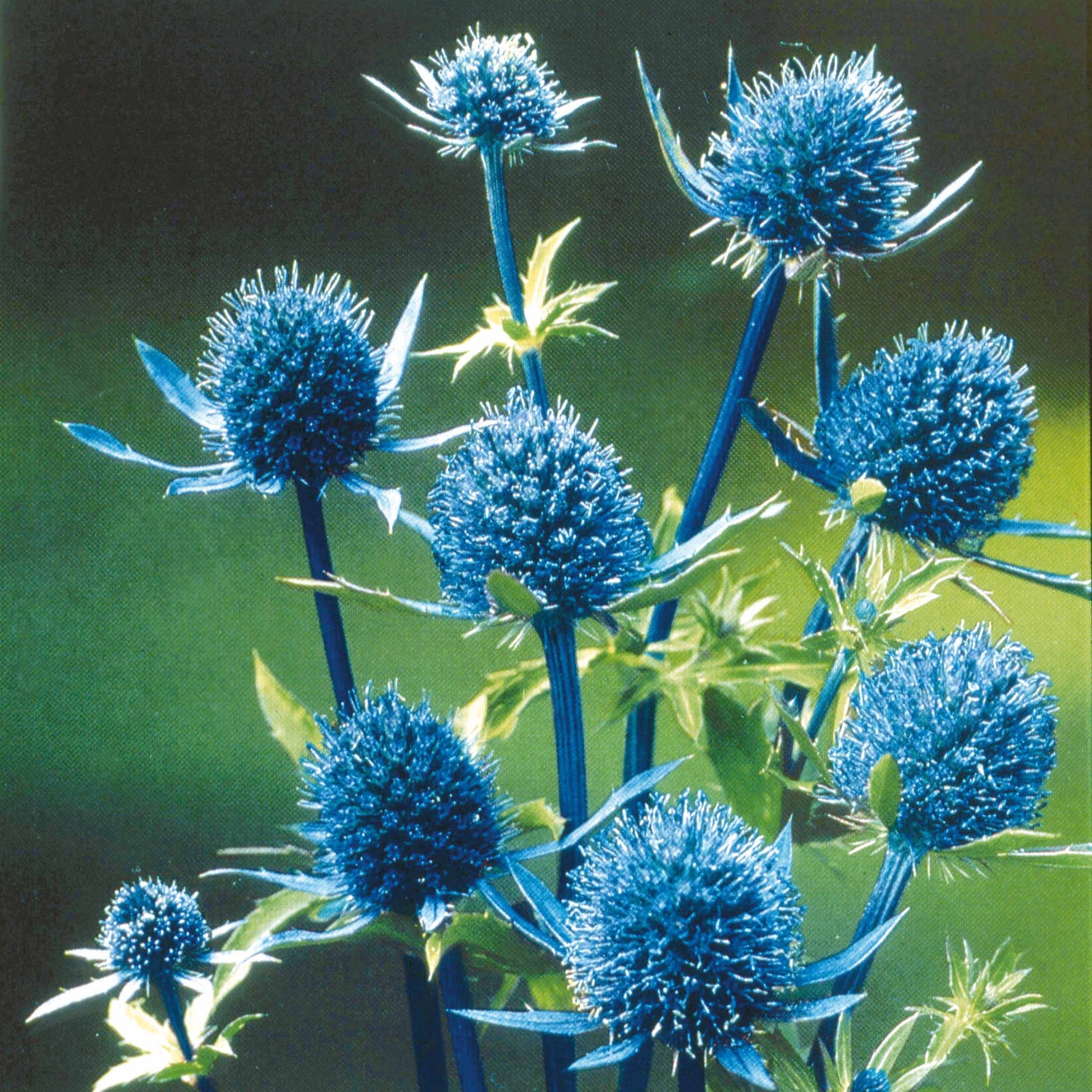 Blauwe distel - Eryngium planum