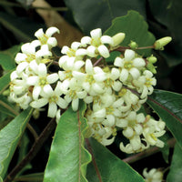 Australische Laurier - Pittosporum tobira - Heesters