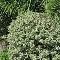 Australische bonte Laurier - Pittosporum tenuifolium variegatum - Tuinplanten