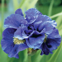 Siberische iris 'Concord Crush' - Iris sibirica 'concord crush' - Tuinplanten