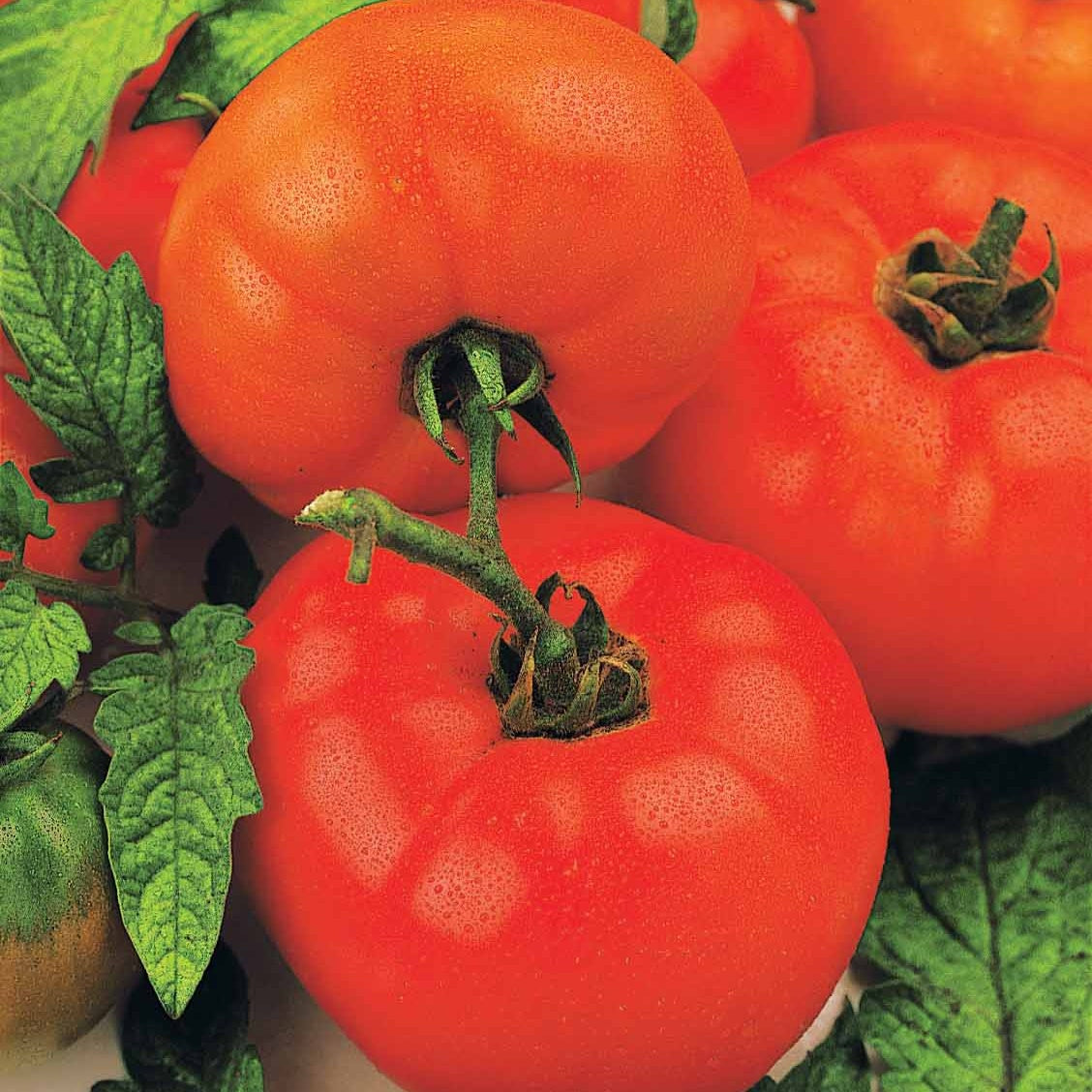Tomatenmix 'Coeur de Boeuf' + 'St. Pierre' + 'San Marzano' - Collection 3 tomates savoureuses (coeur de boeuf, saint pierre, san m - Zaden