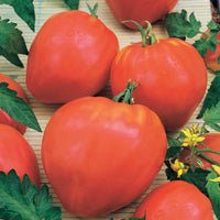 Tomatenmix 'Coeur de Boeuf' + 'St. Pierre' + 'San Marzano' - Collection 3 tomates savoureuses (coeur de boeuf, saint pierre, san m - Groentezaden