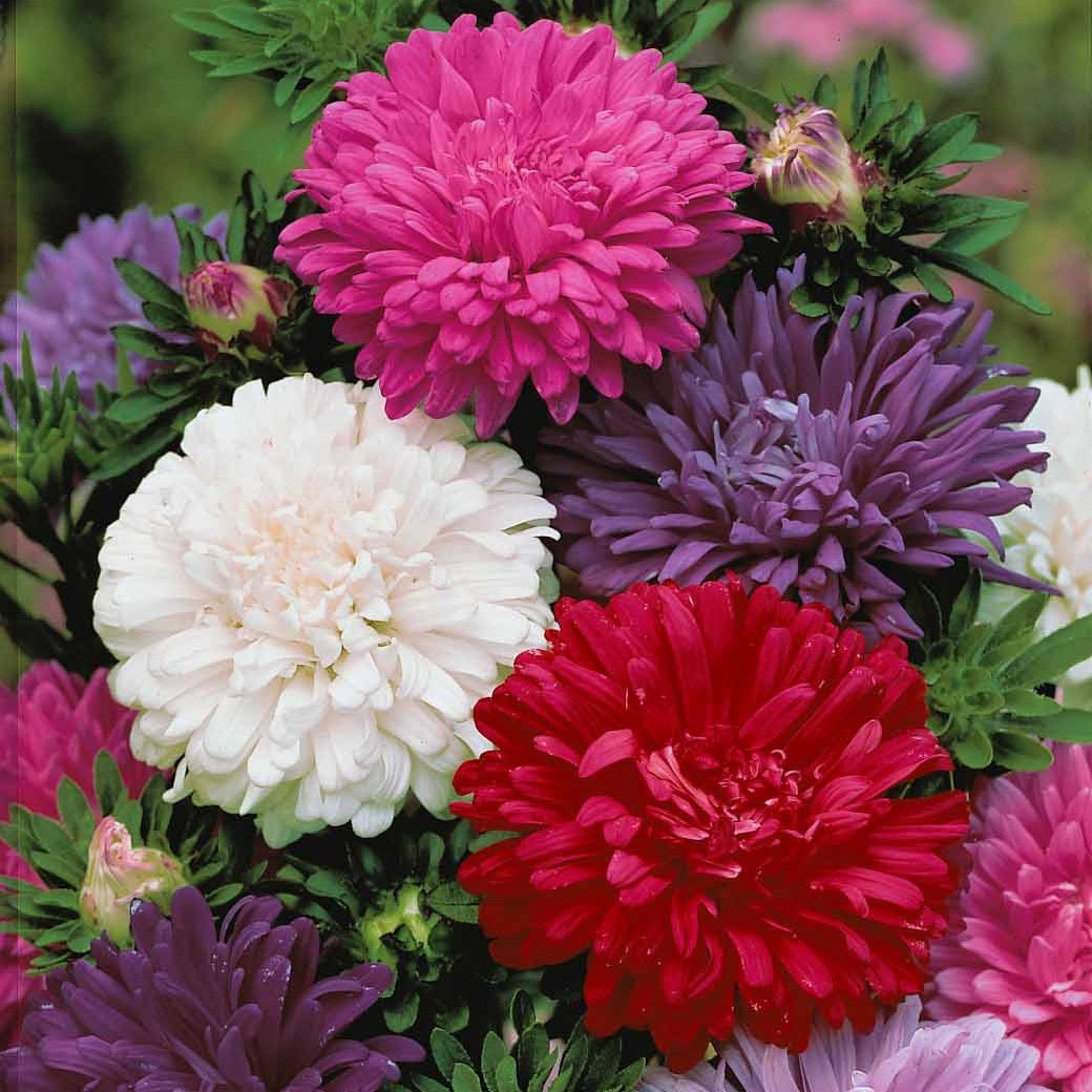 Zomeraster Mix - Callistephus chinensis - Bakker