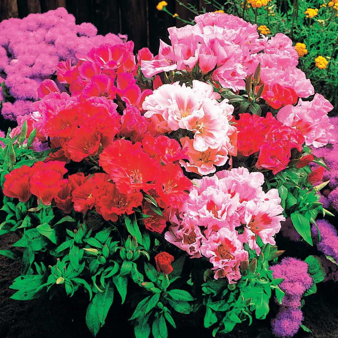 Zomerazalea Mix - Clarkia - Godetias - Bakker