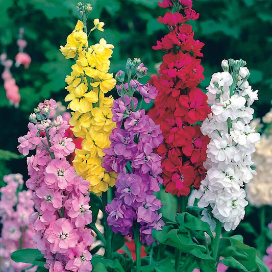 Violier Mix - Matthiola incana - Tuinplanten