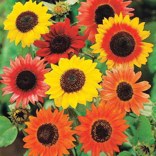 Zonnebloem Mix 'Colour Fashion' - Bakker