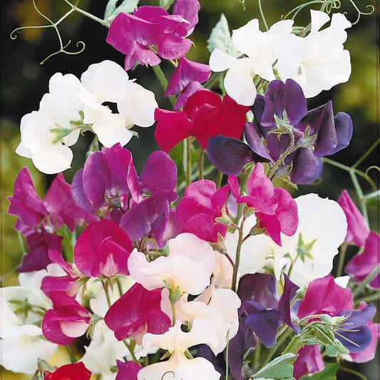 Pronkerwt Mix 'Spencer' - Lathyrus odoratus spencer - Moestuin