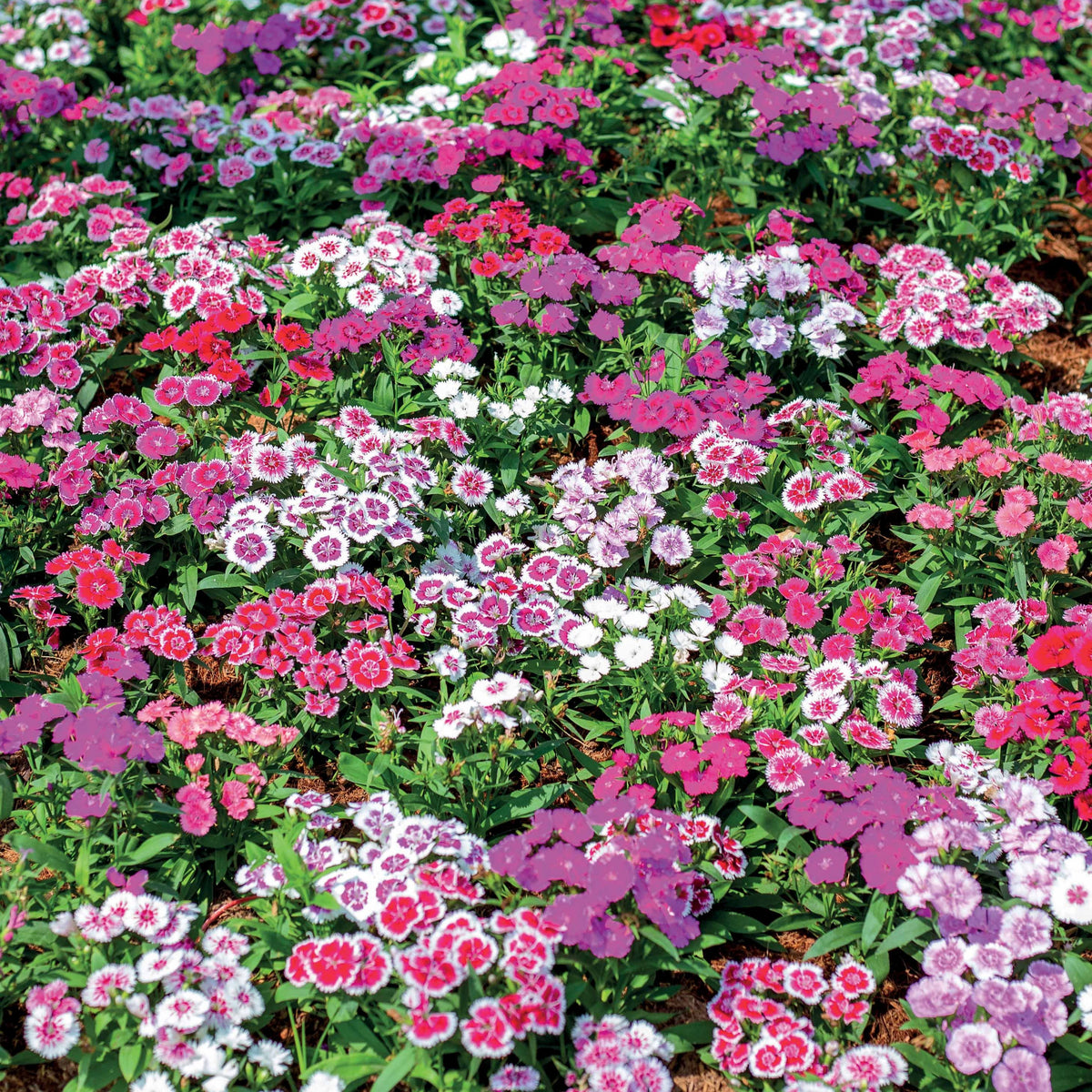 Duizendschoon Mix - Dianthus barbatus - Bakker