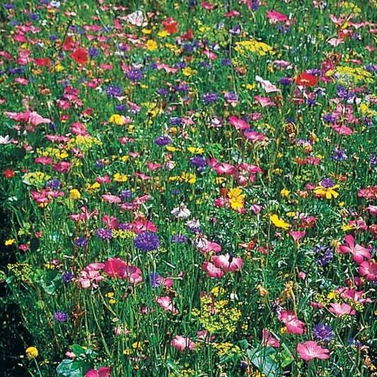 Veldbloemenmix - Mélange fleurs des champs - Moestuin