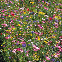 Veldbloemenmix - Mélange fleurs des champs - Zaden