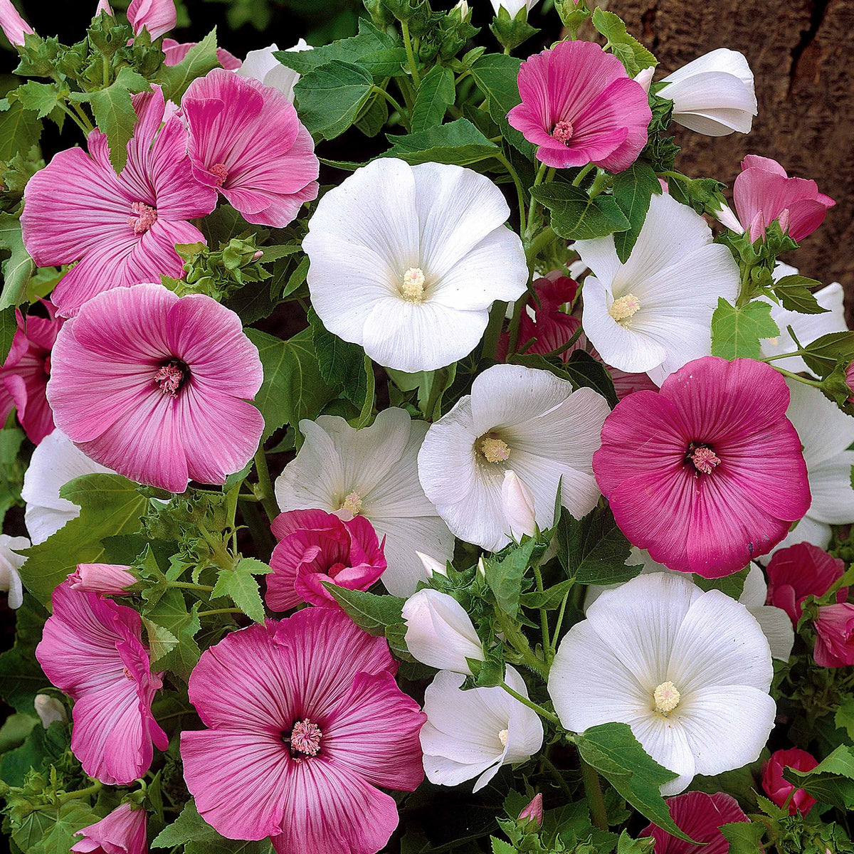 Lavatera trimestris - Grootbloemige struikmalva Mix - Bloemenzaden