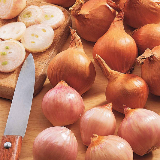 Sjalot 'Lyska' - Bakker