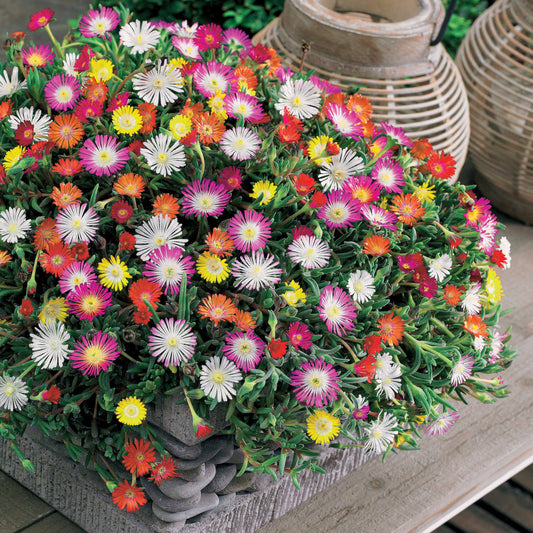 IJsbloem Mix (x3) - Bakker