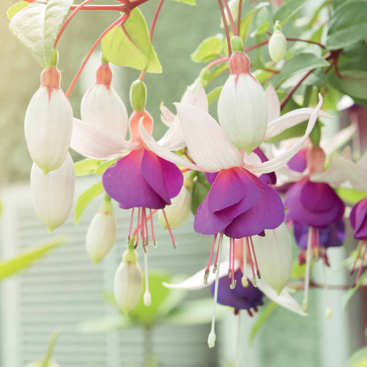 Fuchsia Mix 'Blue Sarah' + 'Annabel' - winterhard (x6) - Fuchsia blue sarah , annabel - Perkplanten