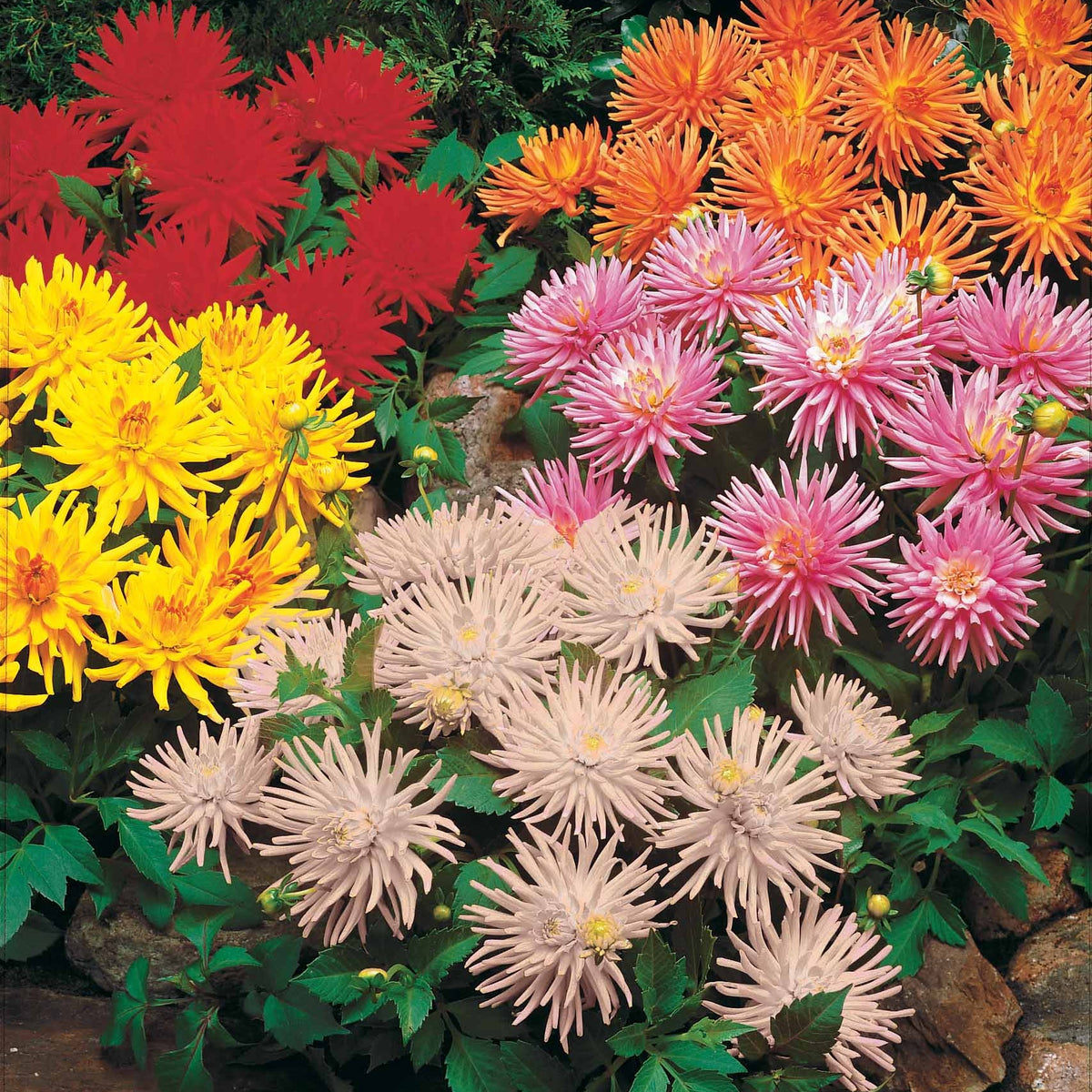 Dahlia Mix 'Compact' (x5) - Bakker