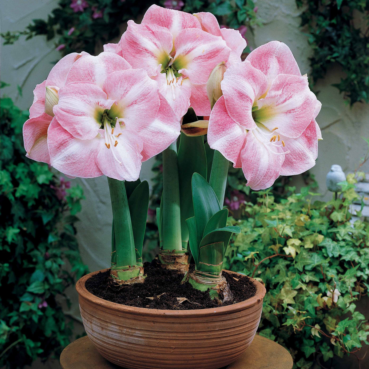 Amaryllis Valencia, Angelique - Dwergamaryllis Mix - Amaryllis