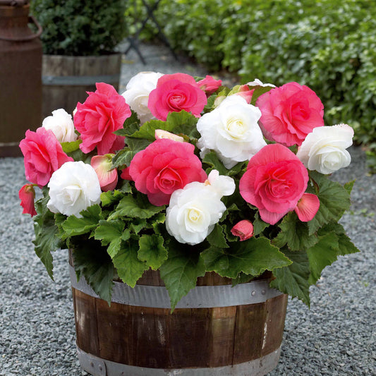 Dubbelbloemige begonia Mix - rose + wit (x6) - Bakker