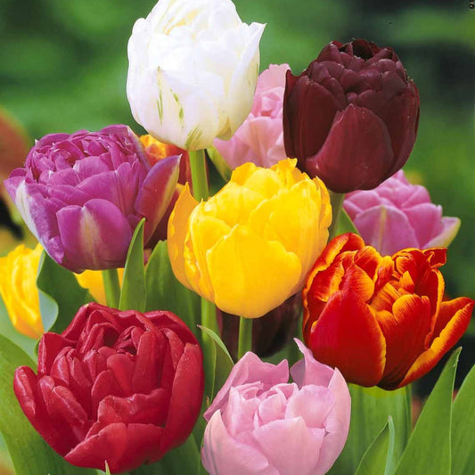 Pioentulpen gemengd (x20) - Tulipa - Bloembollen