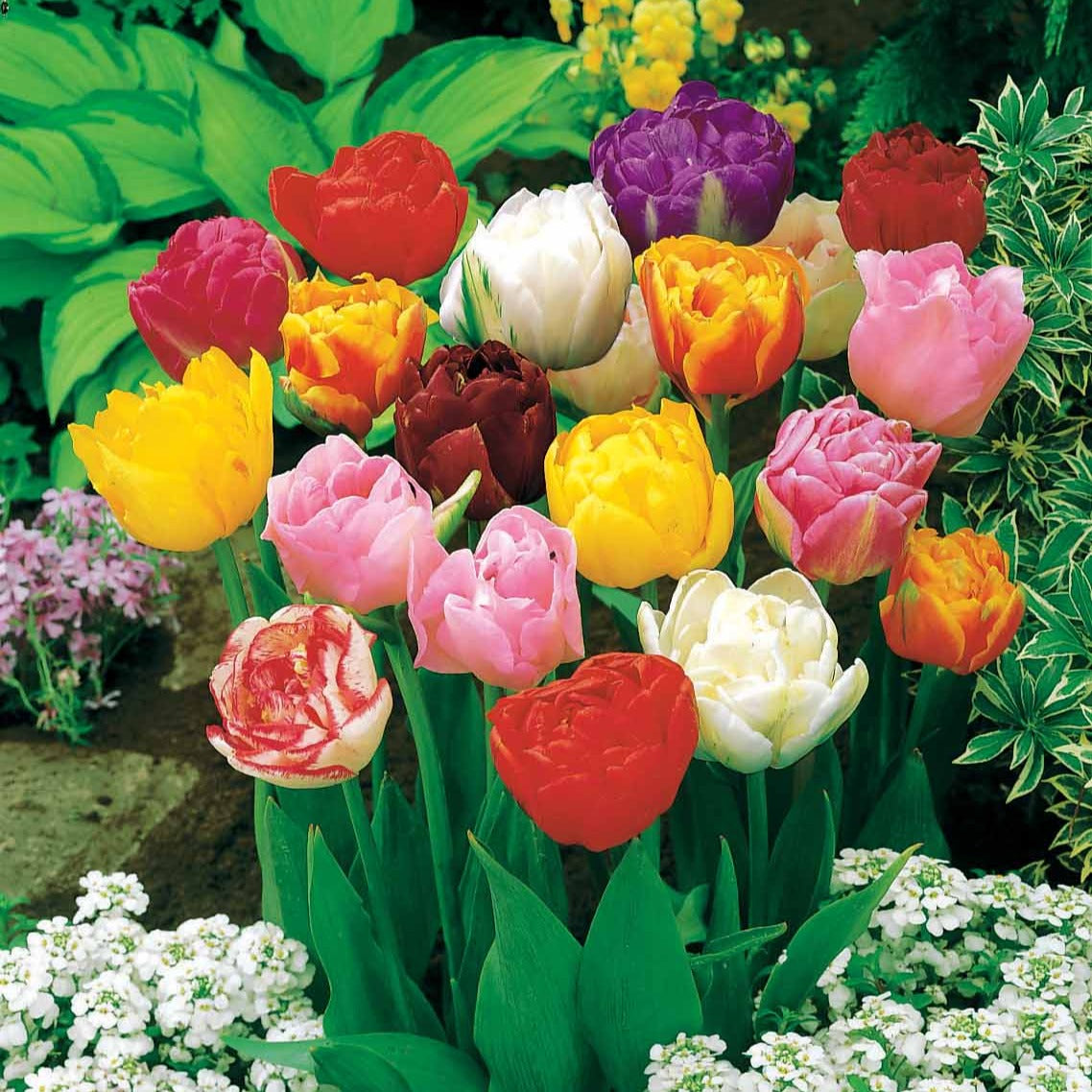 Pioentulpen gemengd (x20) - Tulipa - Voorjaarsbloeiers