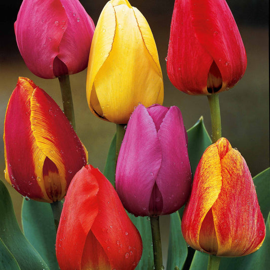 Tulpen Darwin Hybride gemengd (x40) - Tulipa x darwin - Bloembollen