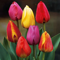 Tulpen Darwin Hybride gemengd (x40) - Tulipa x darwin - Bloembollen