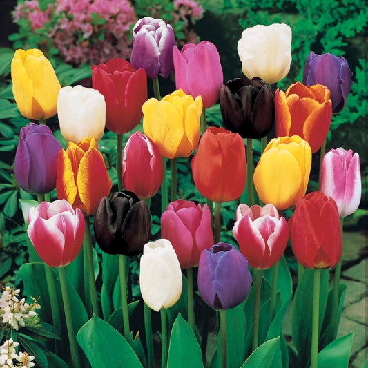 Triumph Tulpen gemengd - Tulipa - Bloembollen