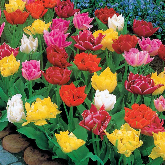 Dubbele Murillo Tulpen gemengd (x80) - Tulipa  murillo - Bloembollen