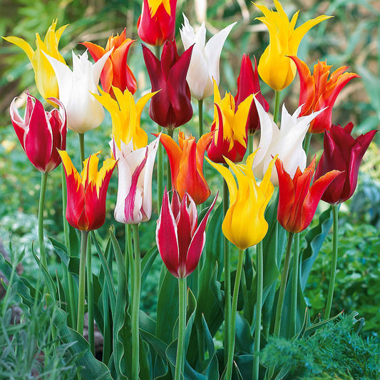 Leliebloemige Tulpen gemengd (x25) - Tulipa - Bloembollen