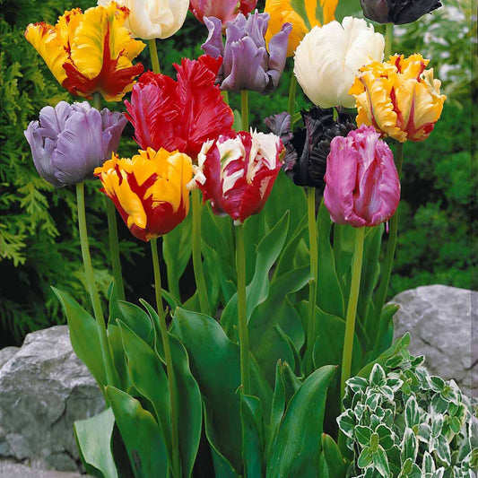 Parkiet tulpen gemengd (x20) - Tulipa - Voorjaarsbloeiers