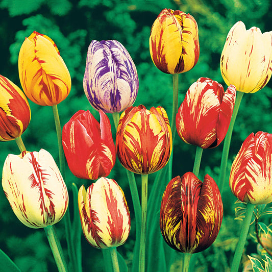 Gevlamde tulpen gemengd (x20) - Tulipa
