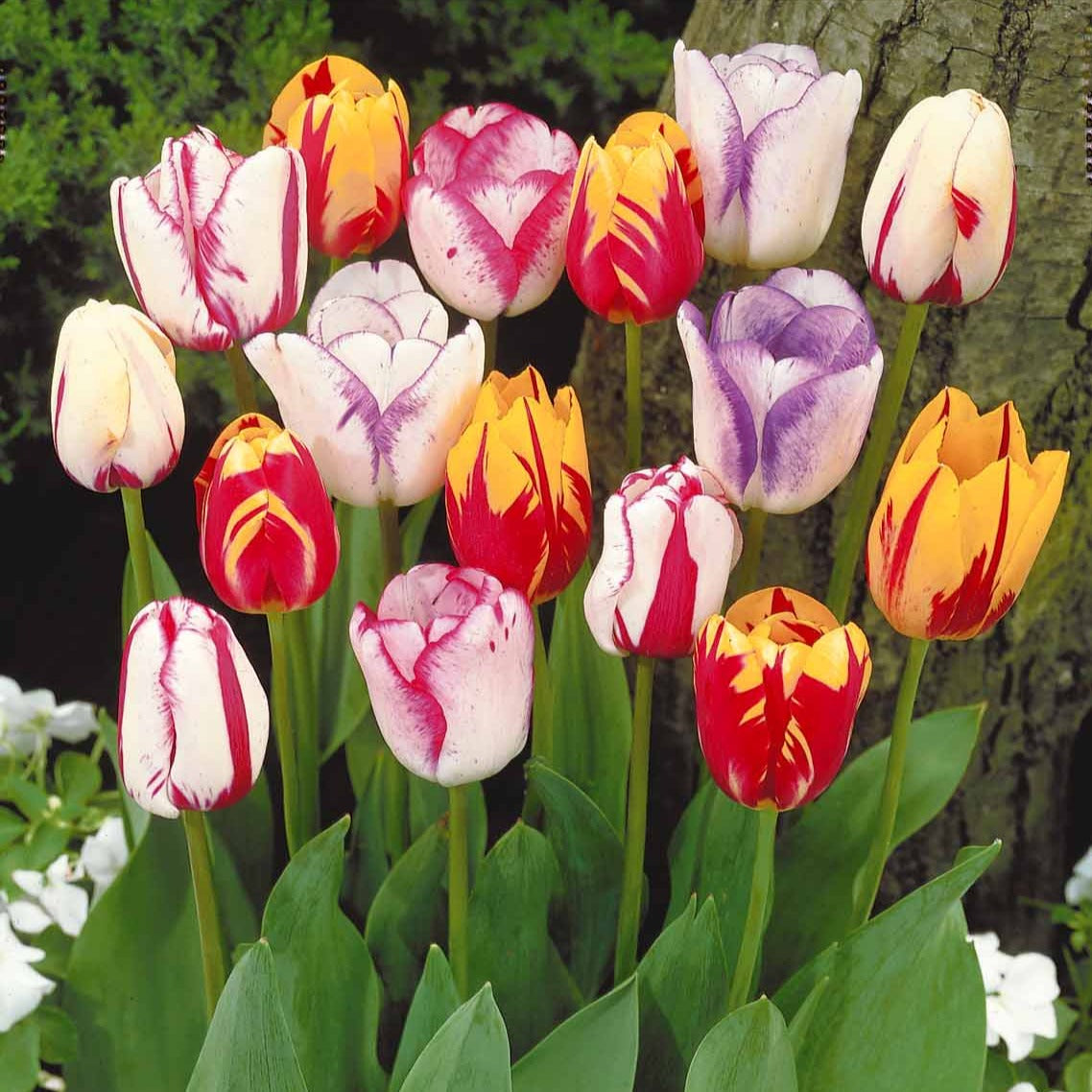 Gevlamde tulpen gemengd (x20) - Tulipa