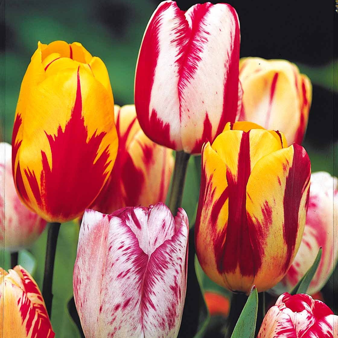 Tulipa - Gevlamde tulpen gemengd (x20) - Tulpen