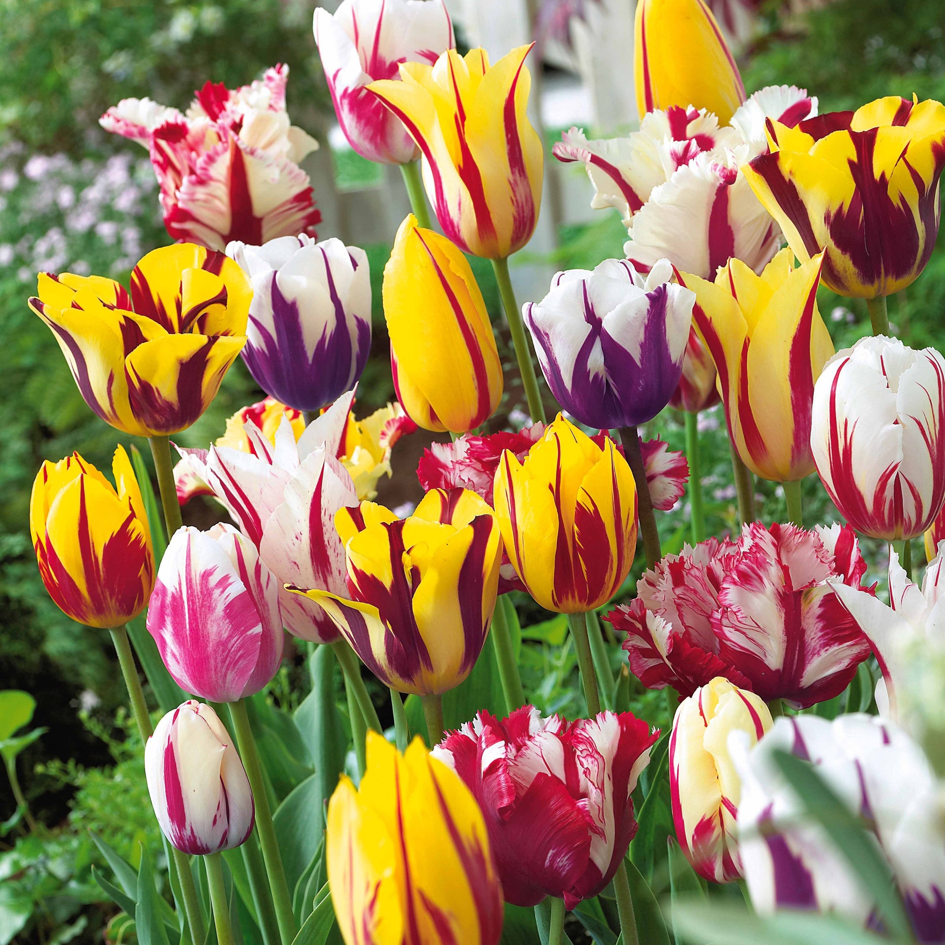 Gevlamde tulpen gemengd (x20) - Tulipa - Tulpen