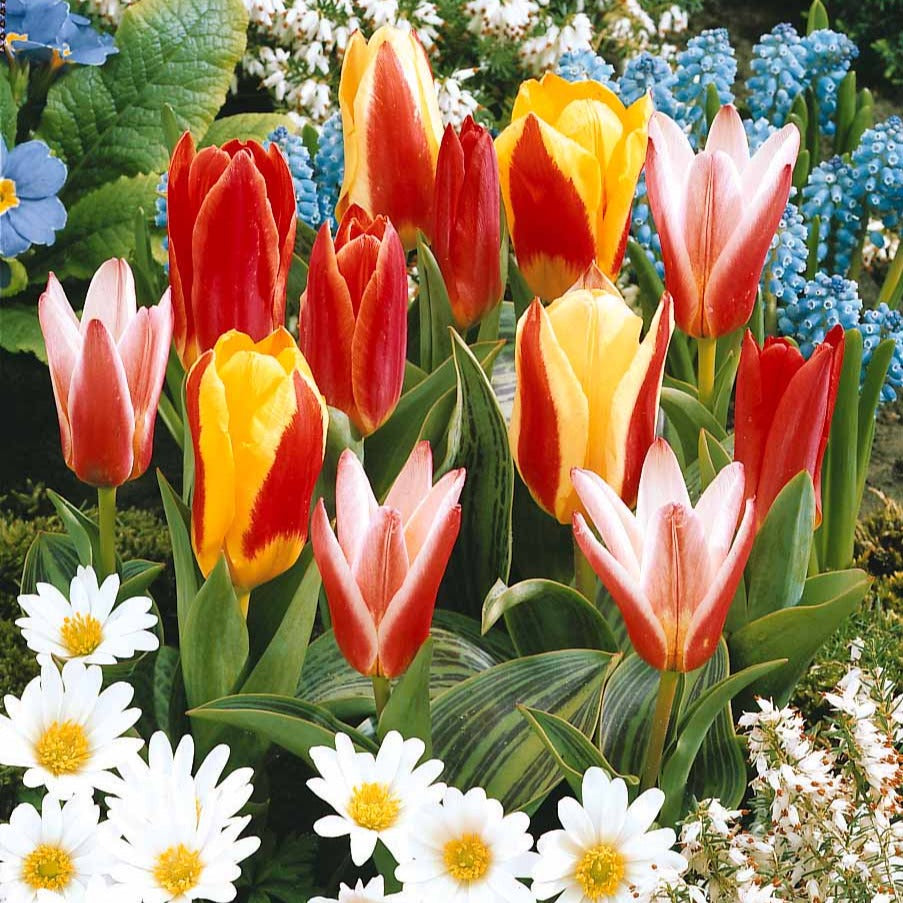 Tulpen Mix '3 maanden bloemen' (x60) - Tulipa - Bloembollen