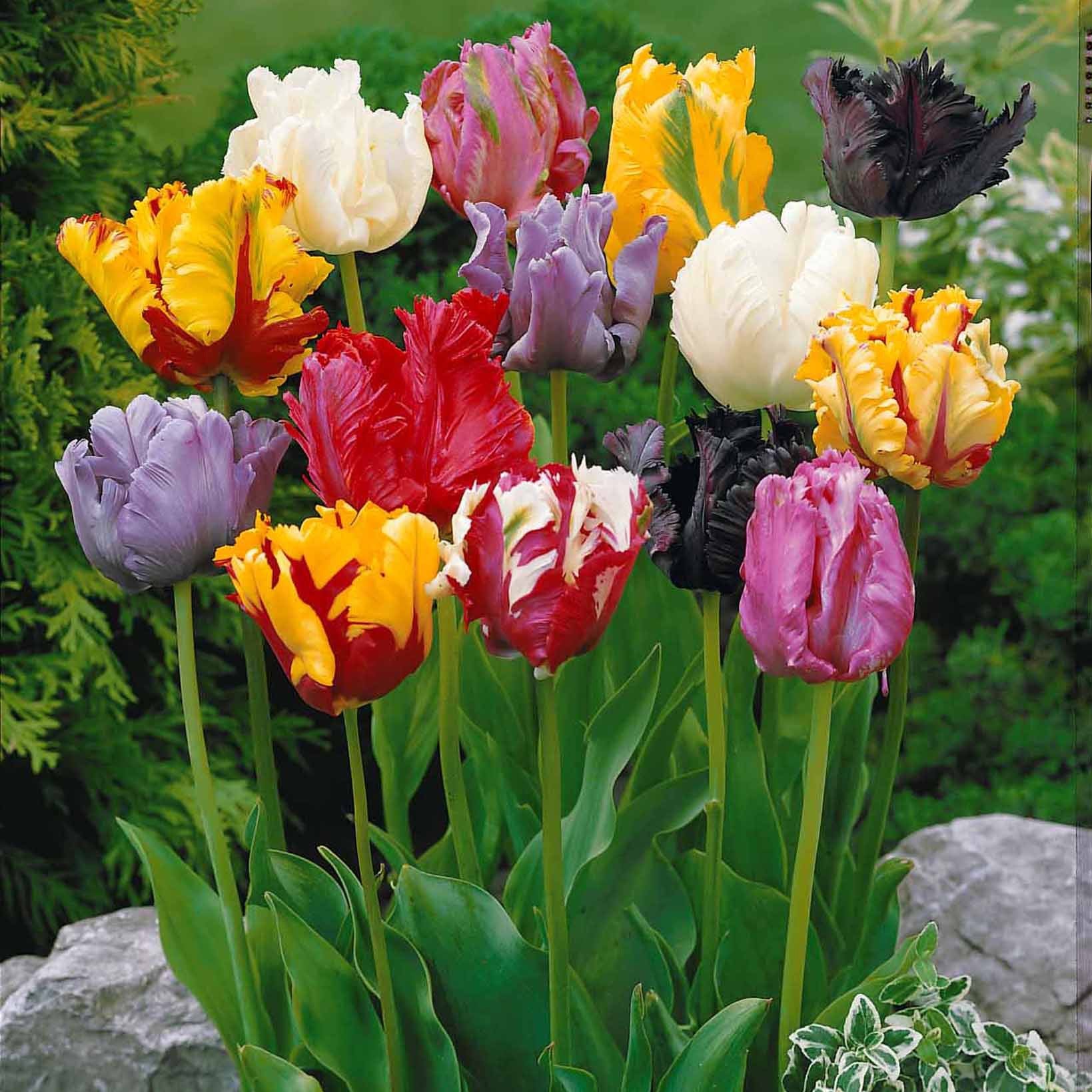 Tulpen Mix '3 maanden bloemen' (x60) - Tulipa - Tulpen