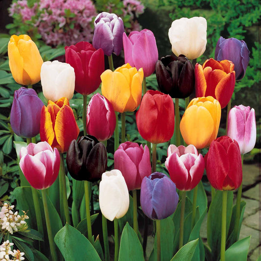 Tulpen Mix '3 maanden bloemen' (x60) - Tulipa - Voorjaarsbloeiers