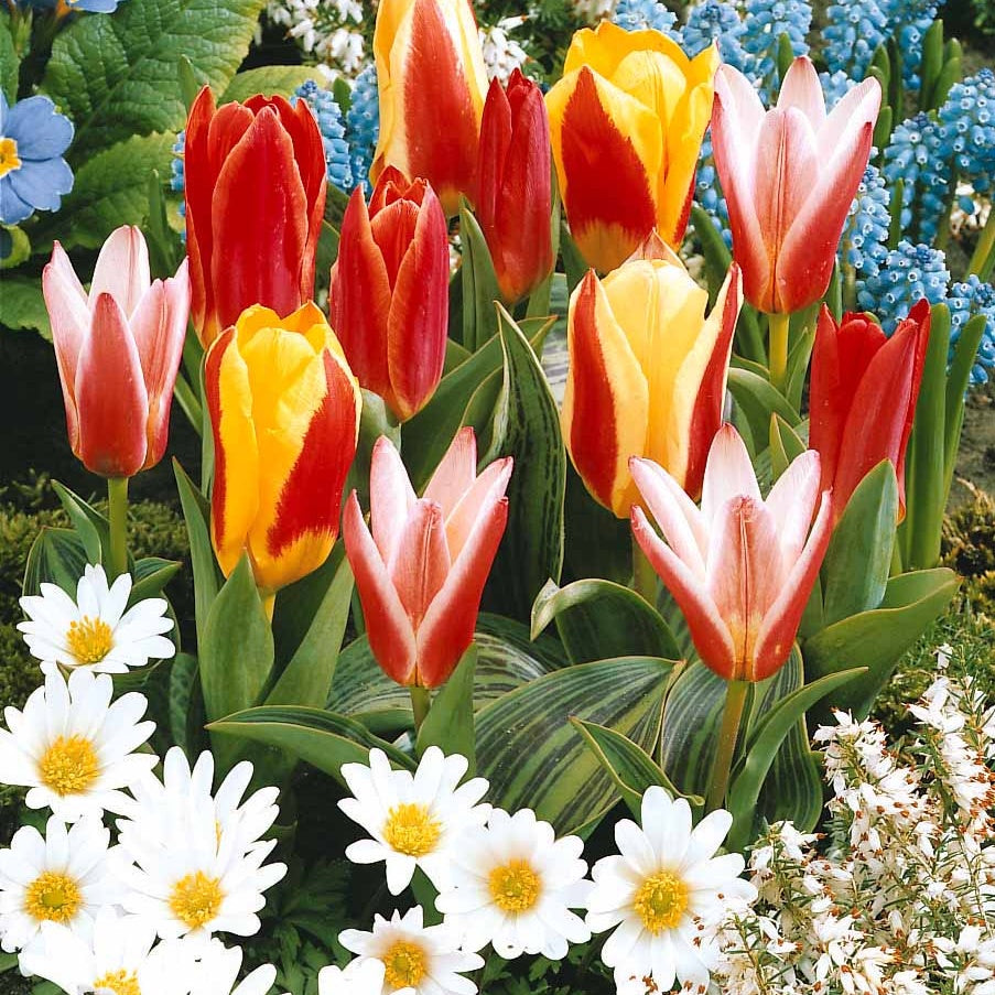 Greigii Tulpen gemengd (x20) - Tulipa kaufmanniana - Bakker