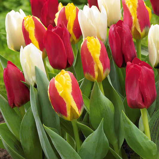 Greigii Tulpen gemengd (x20) - Tulipa kaufmanniana - Voorjaarsbloeiers