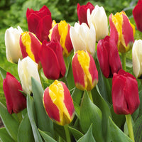 Greigii Tulpen gemengd (x20) - Bakker