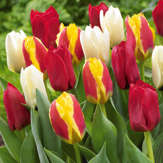 Greigii Tulpen gemengd (x20) - Bakker